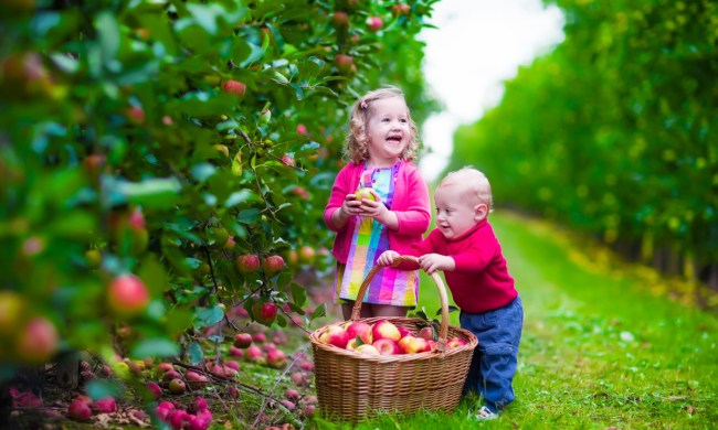 Two young children picking apples in orchard