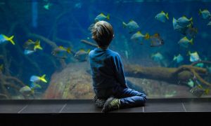 Little boy sitting in front of an aquarium watching the fish