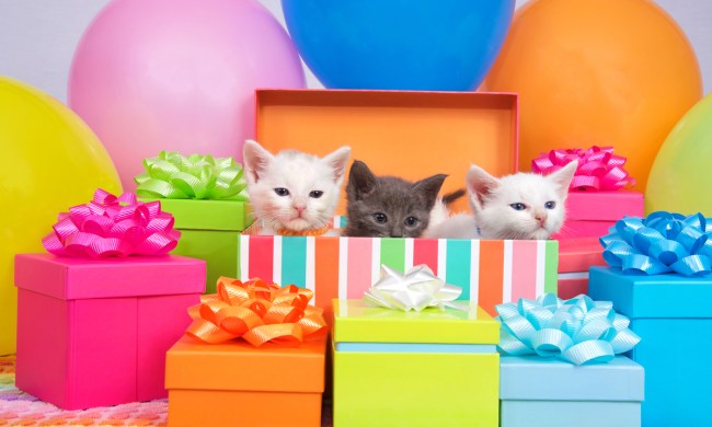 Cute kitties popping out of gift boxes for a cat themed birthday party